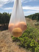 Orangenplantage in der Nähe von Silves