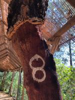 Gekennzeichnete Korkeiche