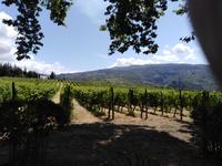 05.06.2019, Peso da Regua, Weingut Quinta da Pacheca