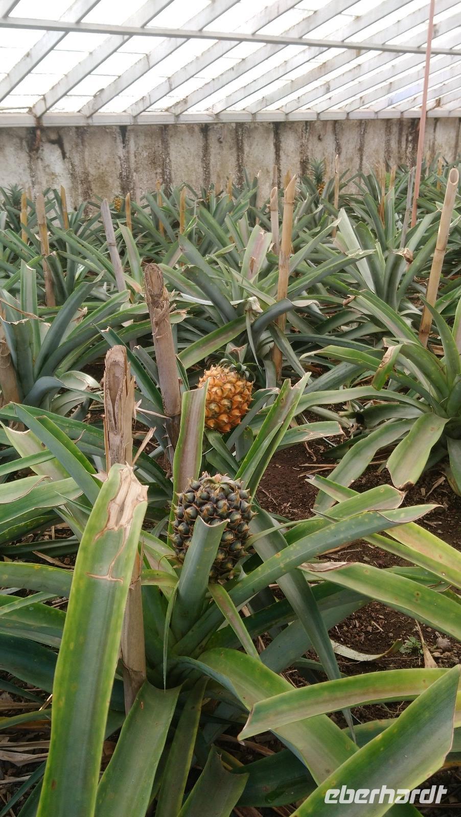 Besuch einer Ananasplantage