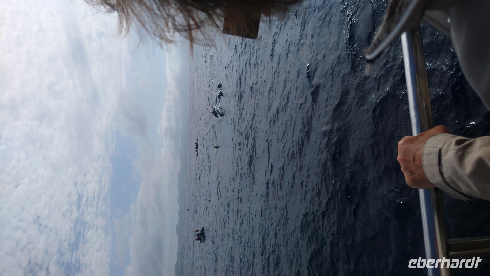 Sichtung von Delphinen