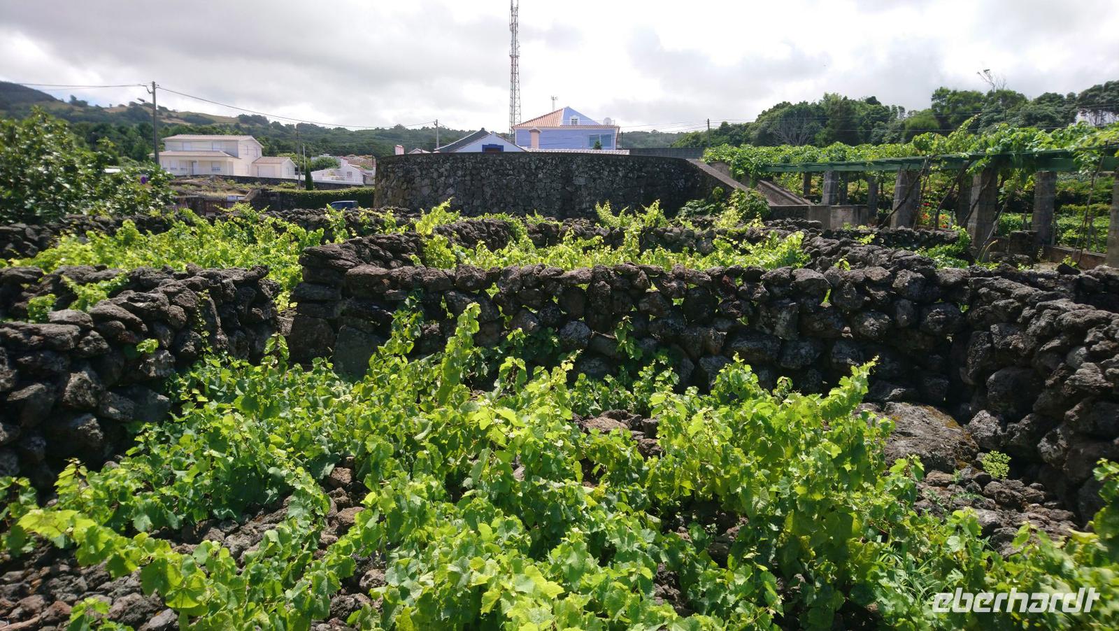 Weinanbau auf den Azoren