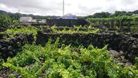 Weinanbau auf den Azoren