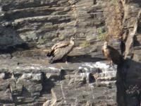 Castelo Rodrigo - Rückfahrt mit Blick auf die 