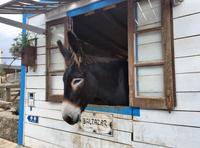 Tag 3 - Esel Baltarzar in Alte