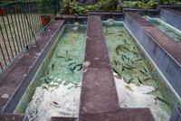 Forellenzucht Ribeiro frio (3)