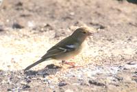 Madeira Buchfink (2)