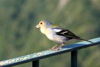 Madeira Buchfink (3)