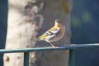 Madeira Buchfink (5)