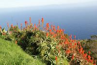 Weihnachtskerzen (2)