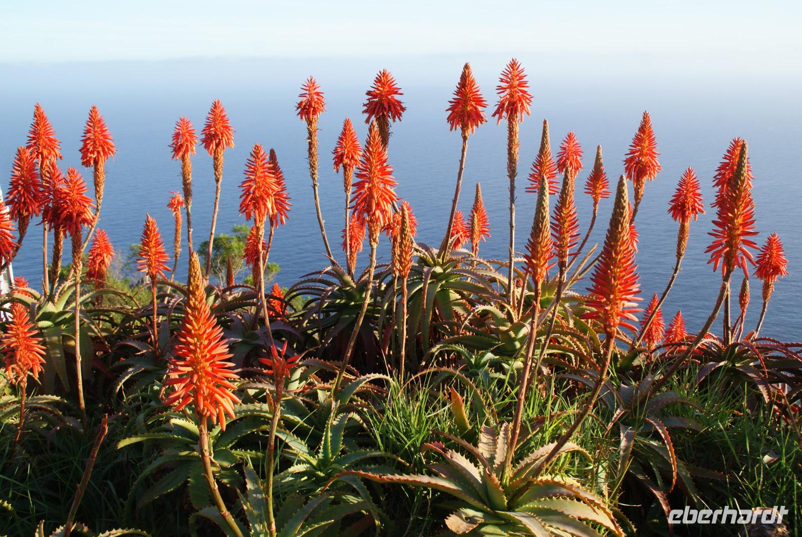 Weihnachtskerzen (3)