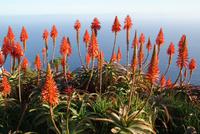 Weihnachtskerzen (3)