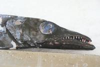 Espada, der schwarze Degenfisch
