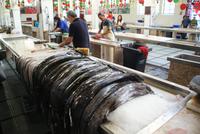 Espada, der schwarze Degenfisch (2)