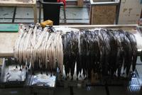 Espada, der schwarze Degenfisch (4)