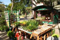 Weihnachtsmarkt in Funchal (3)