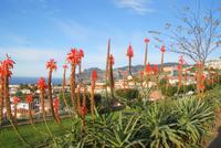 Weihnachtskerzen (4)