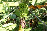 Bananenplantage (3)