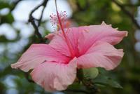 Hibiskus
