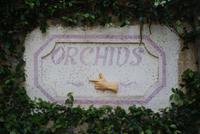 Orchideengarten (5)