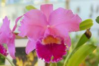 Orchideengarten (10)