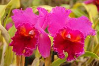 Orchideengarten (12)