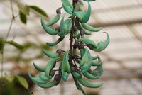 Orchideengarten (13)