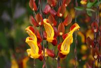 Orchideengarten (14)