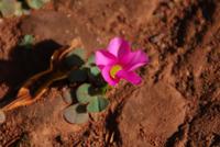 Palheiro Garden (10)