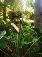 Botanischer Garten Funchal Madeira