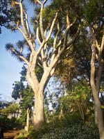 Botanischer Garten Funchal Madeira