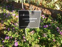 Botanischer Garten Funchal Madeira