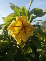 Botanischer Garten Funchal Madeira