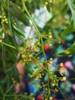 Botanischer Garten Funchal Madeira