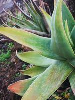 Botanischer Garten Funchal Madeira