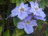 Botanischer Garten Funchal Madeira