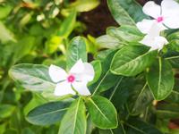 Botanischer Garten Funchal Madeira
