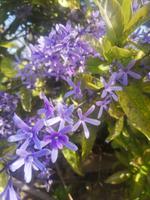 Botanischer Garten Funchal Madeira