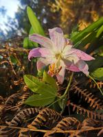 Levada Wanderung Madeira