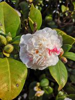 Blandy's Garten Funchal Madeira
