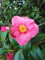 Blandy's Garten Funchal Madeira