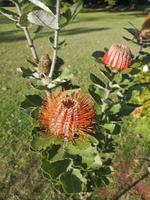Blandy's Garten Funchal Madeira