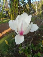Blandy's Garten Funchal Madeira