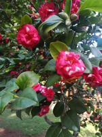 Blandy's Garten Funchal Madeira