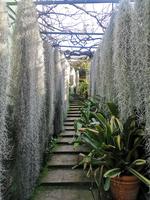 Orchideen Garten Funchal Madeira