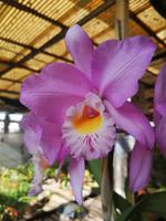 Orchideen Garten Funchal Madeira