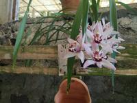 Orchideen Garten Funchal Madeira