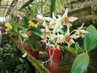 Orchideen Garten Funchal Madeira