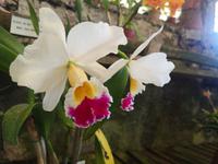 Orchideen Garten Funchal Madeira