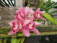 Orchideen Garten Funchal Madeira